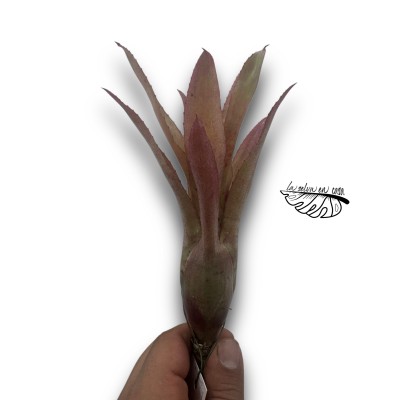 Neoregelia Pineliana x puntatissima 2