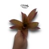 Neoregelia Pineliana x puntatissima