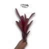 Neoregelia Sweet Carol