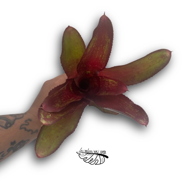 Neoregelia Rio Grande