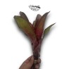 Neoregelia Rio Grande