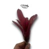 Neoregelia Zombie