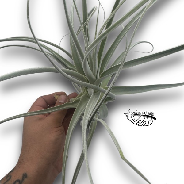 Tillandsia Straminea XL