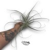 Tillandsia Straminea XL