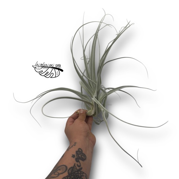 Tillandsia Straminea XL