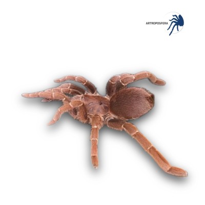 Pelinobus muticus