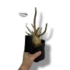 Adenium Ansu Baobab
