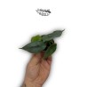 Alocasia heterophylla 'Corazón'