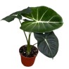 Alocasia micholitziana 'Round Leaf'