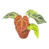 Anthurium 'Snow Queen'