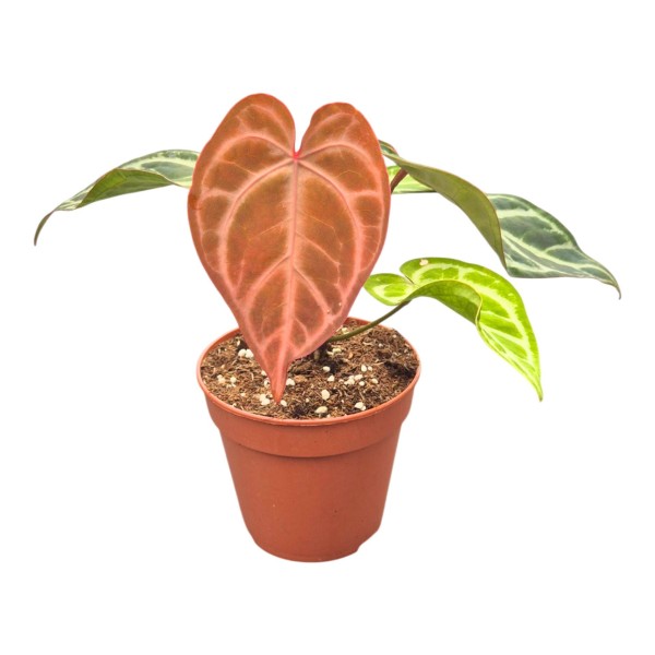Anthurium 'Snow Queen'