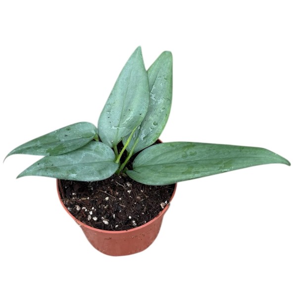 Scindapsus hederaceus 'Silver'