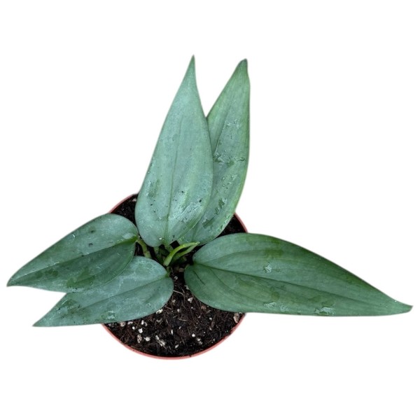 Scindapsus hederaceus 'Silver'