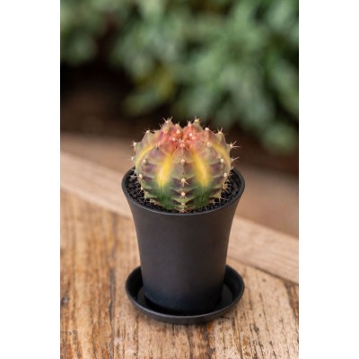 Gymnocalycium japan 'Wheel'