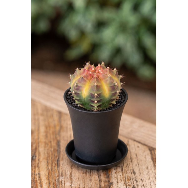 Gymnocalycium japan 'Wheel'