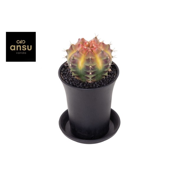 Gymnocalycium japan 'Wheel'