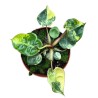 Philodendron polypodiodes