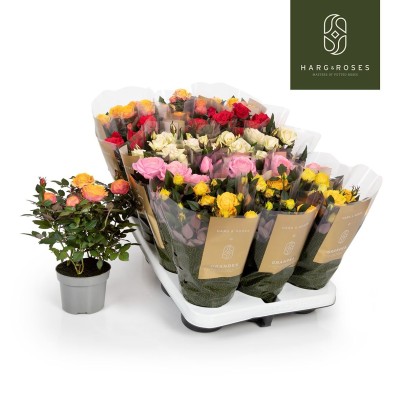 Rosa 'Kordana' MIX 2