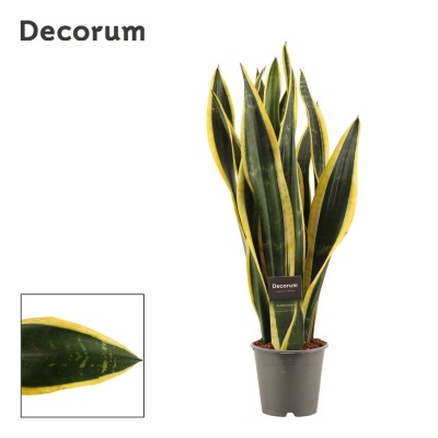 Sansevieria trifasciata 'Black Gold'