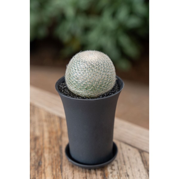 Mammillaria Lenta