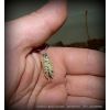 Porcellio ornatus (MIX 15u.)