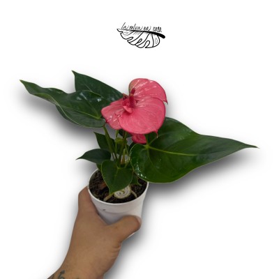 Anthurium andraeanum
