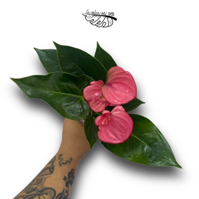 Anthurium andraeanum 2