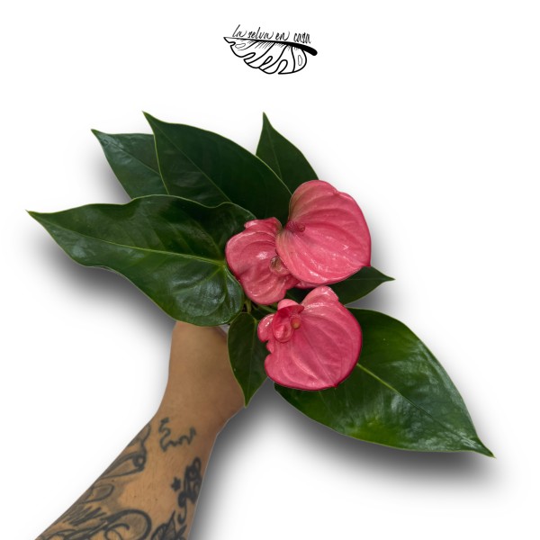 Anthurium andraeanum