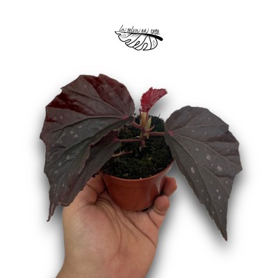 Begonia 'Black Bat' 2