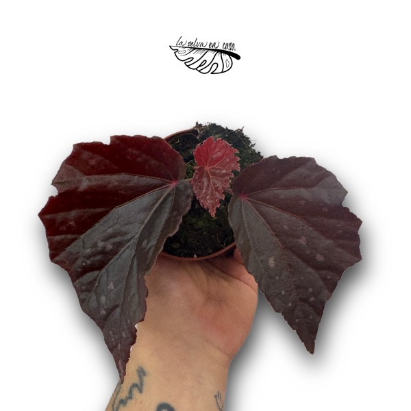 Begonia 'Black Bat'