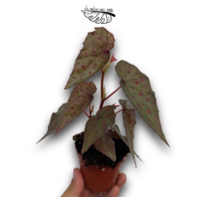 Begonia amphioxus × malachosticta