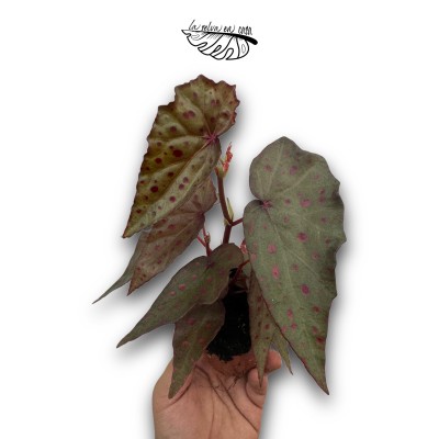 Begonia amphioxus × malachosticta 2