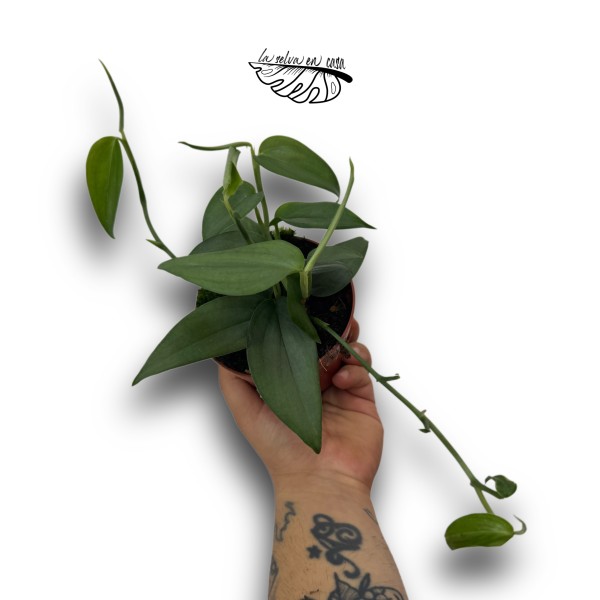 Scindapsus hederaceus 'Silver'
