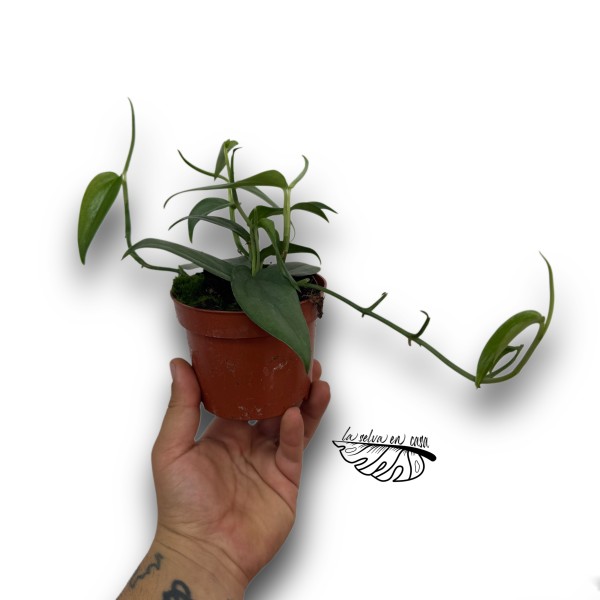 Scindapsus hederaceus 'Silver'