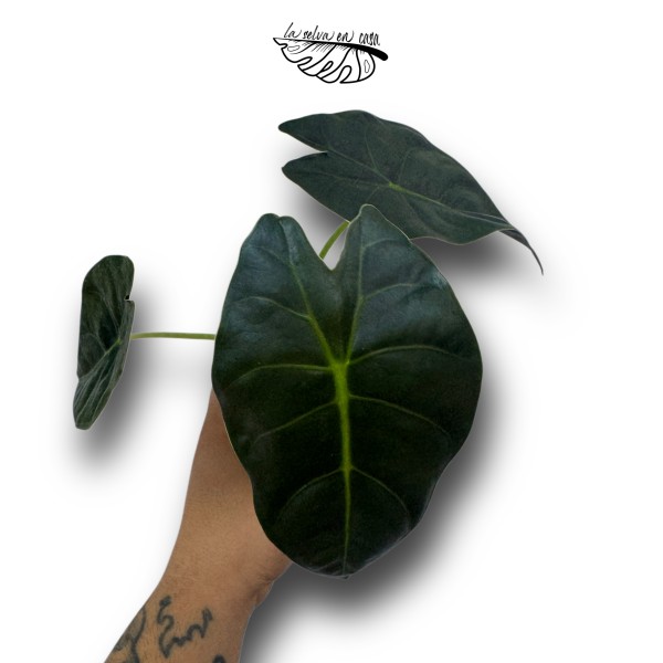 Alocasia heterophylla 'Corazón'