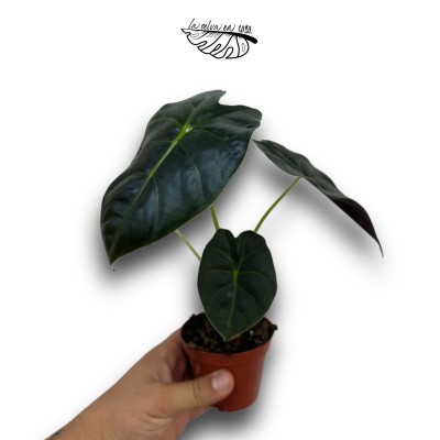Alocasia heterophylla 'Corazón'