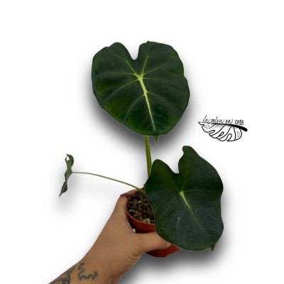 Alocasia micholitziana 'Round Leaf'