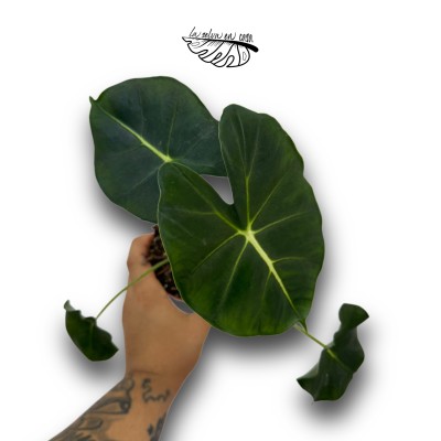Alocasia micholitziana 'Round Leaf' 2