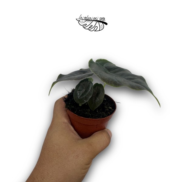 Alocasia azlanii