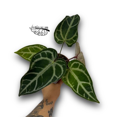 Anthurium 'Snow Queen' 2