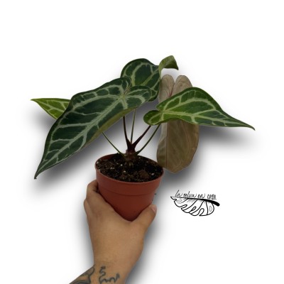 Anthurium 'Snow Queen'
