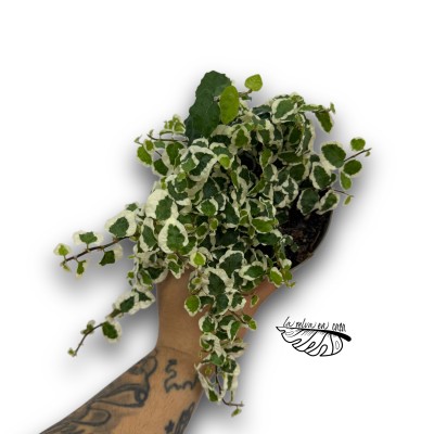 Ficus pumila 'Belle Sunny' 2