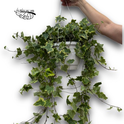 Hedera helix 'Goldchild' (Maceta colgante)