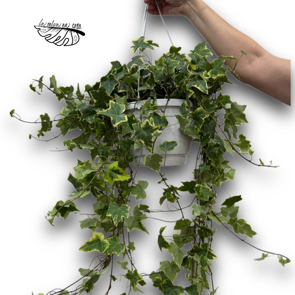 Hedera helix 'Goldchild' (Maceta colgante)