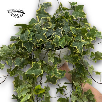 Hedera helix 'Goldchild' (Maceta colgante) 2