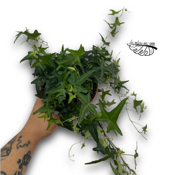 Hedera helix 'Tres Coupé'