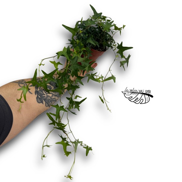 Hedera helix 'Tres Coupé'