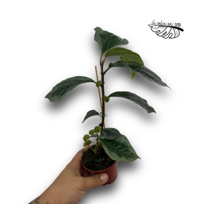 Elatostema Vittatum