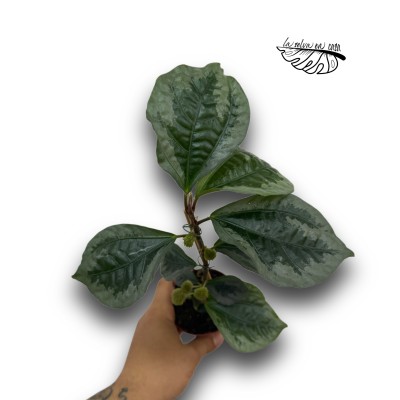 Elatostema Vittatum 2