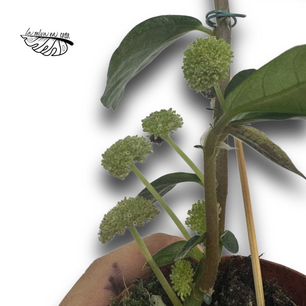 Elatostema Vittatum